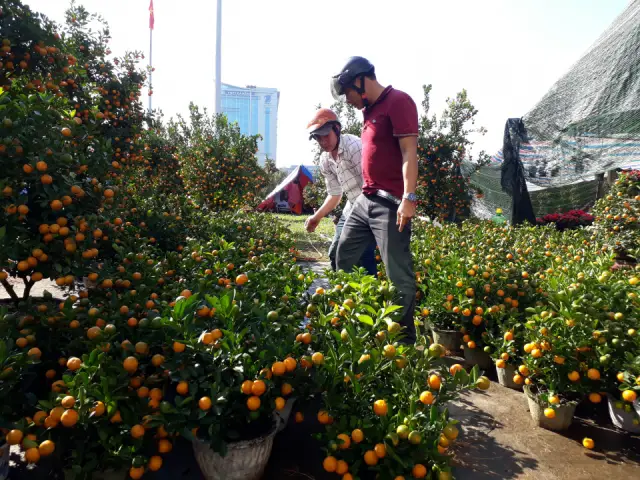 Chợ hoa xuân đà nẵng