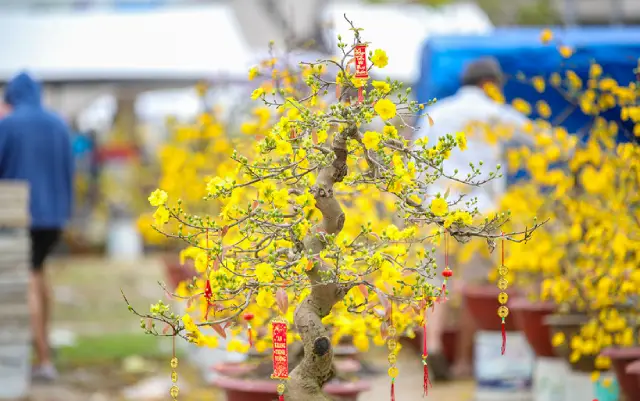 Chợ hoa xuân đà nẵng